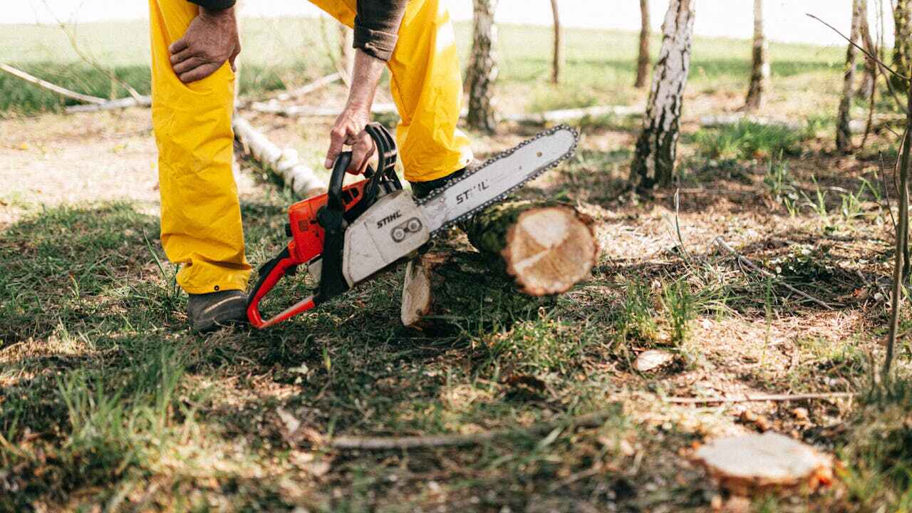 Best Tree Trimming Near Me  in Olympia Heights, FL